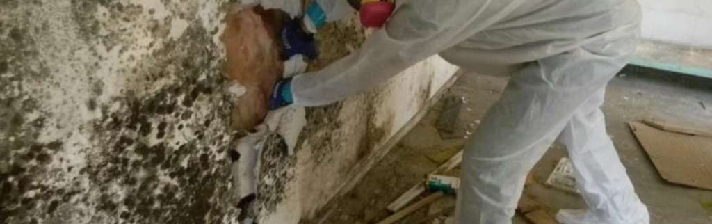 Mold removal remediation Kahului Maui