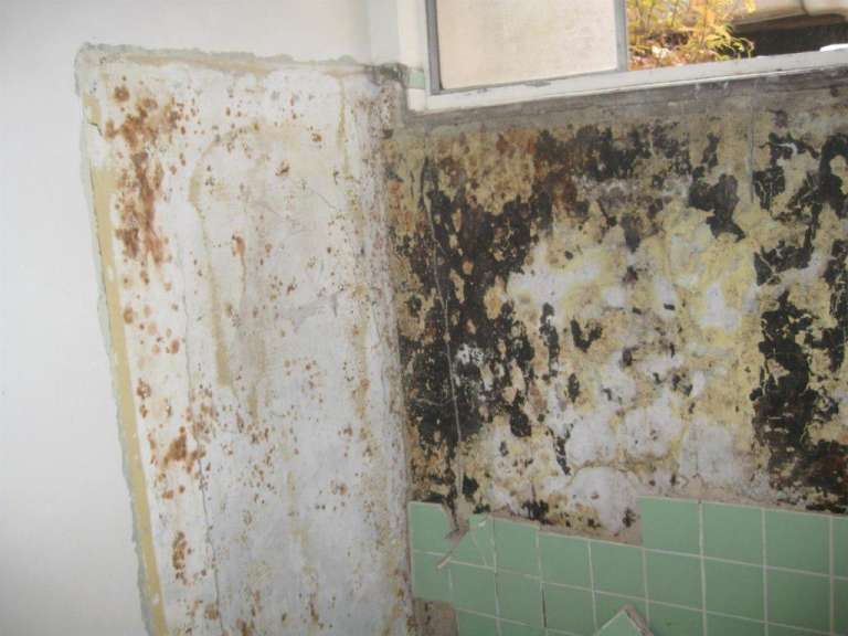 Moldy bathroom wall