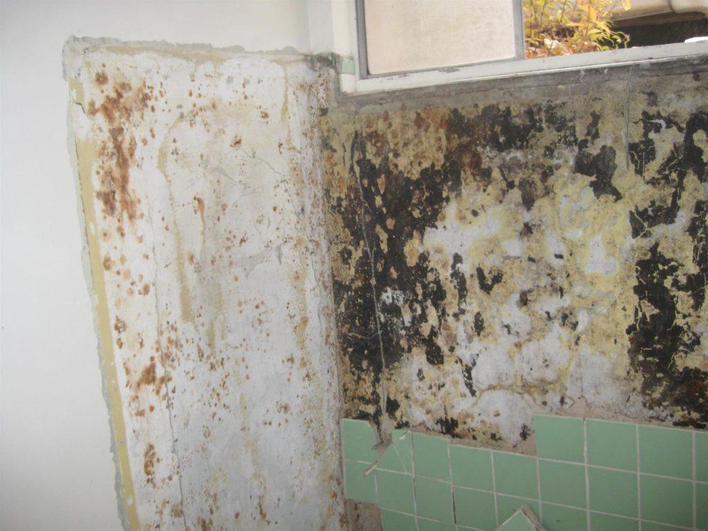 Moldy bathroom wall